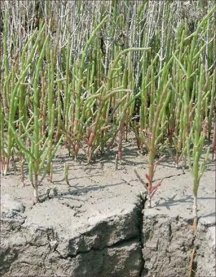 Salicornia europeae 3.jpg