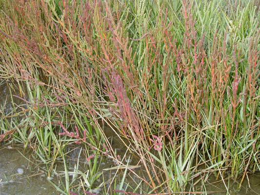 Salicornia europeae 6.jpg