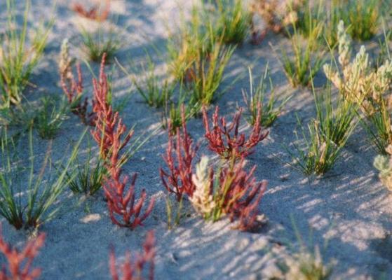 Salicornia fructicosa 1.jpg