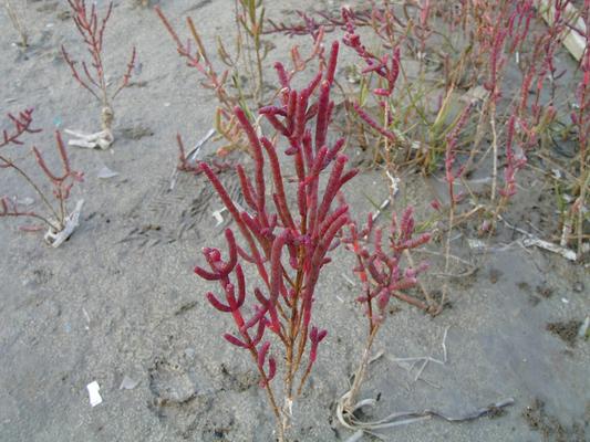 Salicornia fructicosa 2.jpg