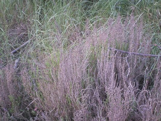 Salicornia perenne 2.jpg