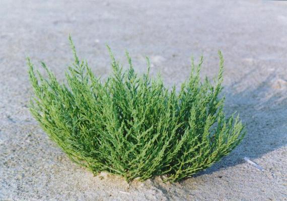 Salicornia venetae 3.jpg