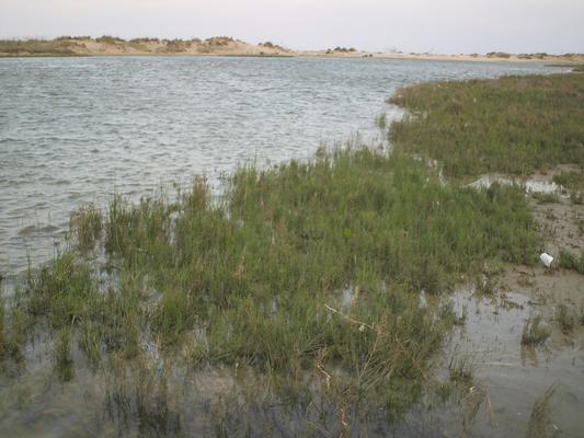 Salicornia venetae 4.jpg