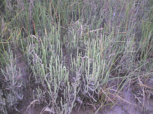 Salicornia venetae 5.jpg