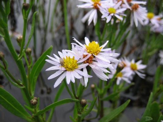 aster_tripolium.jpg