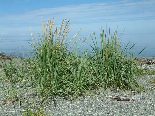 Elymus arenarius 1.jpg