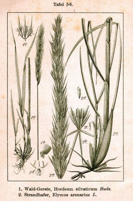 Elymus arenarius 2.jpg