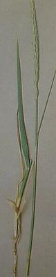 Elymus arenarius 5.jpg