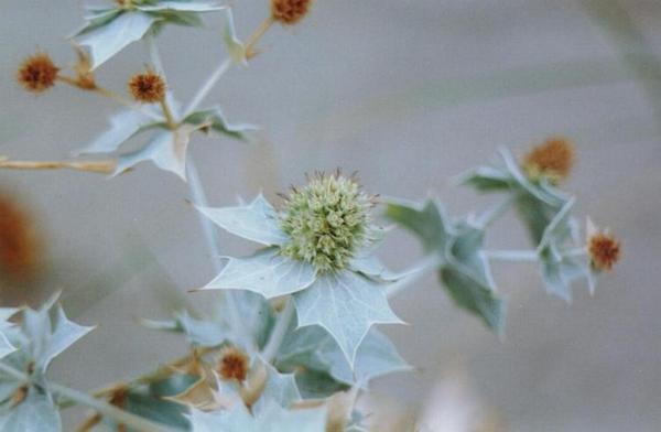 Eryngium maritimum 2.jpg