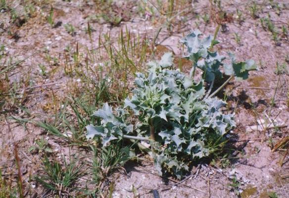 Eryngium maritimum 7.jpg