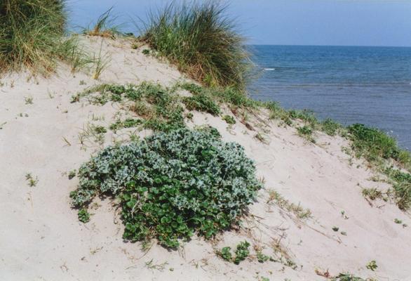 Eryngium maritimum 8.jpg