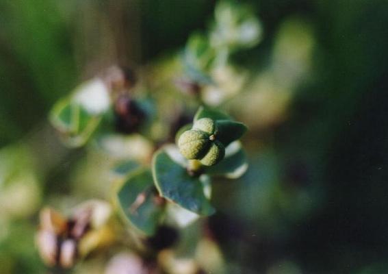 Euphorbia paralias 11.jpg