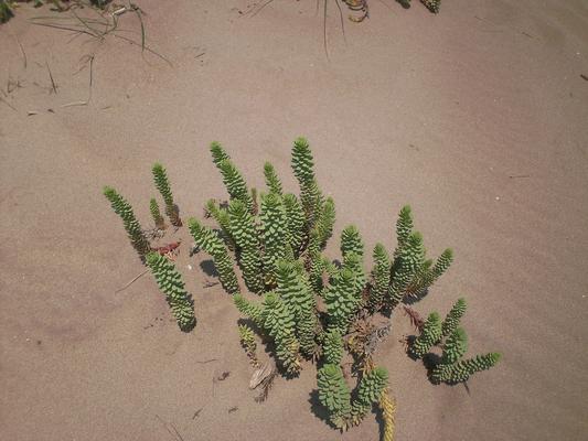 Euphorbia paralias 8.jpg