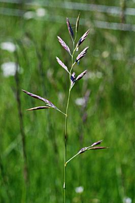 Festuca rubra 2.jpg