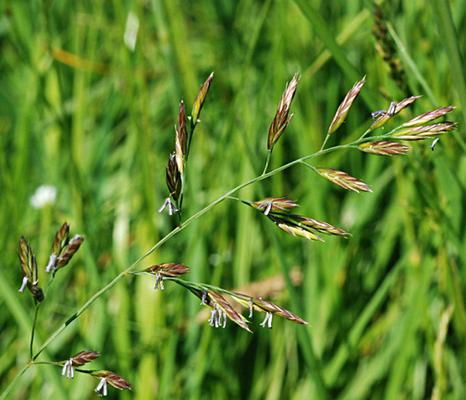 Festuca rubra 3.jpg