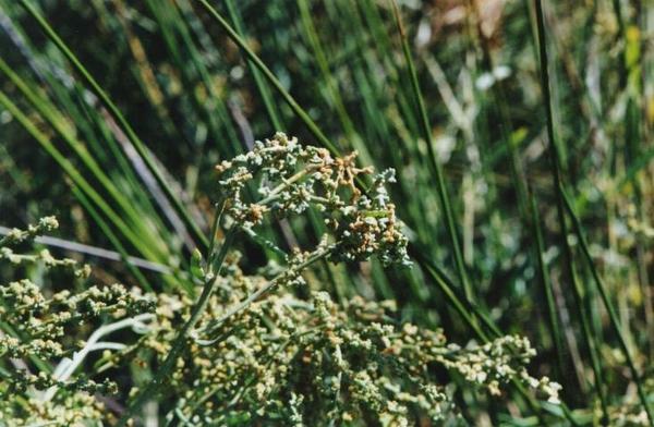 Halimione portulacoides 4.jpg