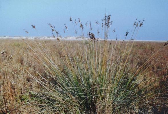 Juncus acutus 1.jpg