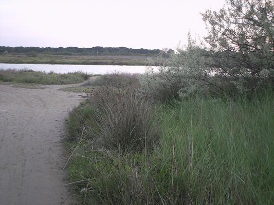 Juncus acutus 11.jpg