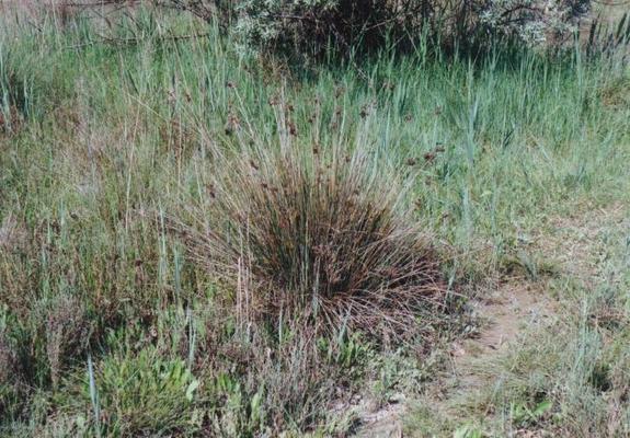 Juncus acutus 6.jpg