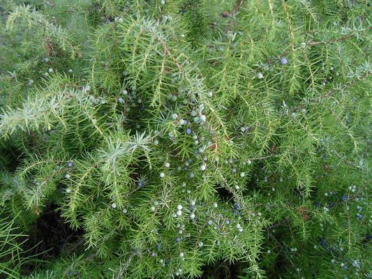 Juniperus communis 5.jpg