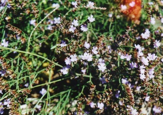 Limonium serotinum 2.jpg