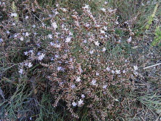 Limonium serotinum 4.jpg