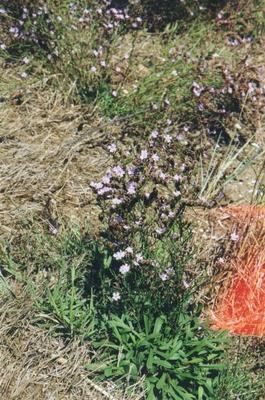 Limonium serotinum 6.jpg