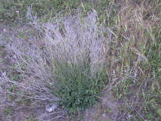 Limonium serotinum 7.jpg