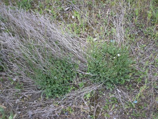 Limonium serotinum 8.jpg