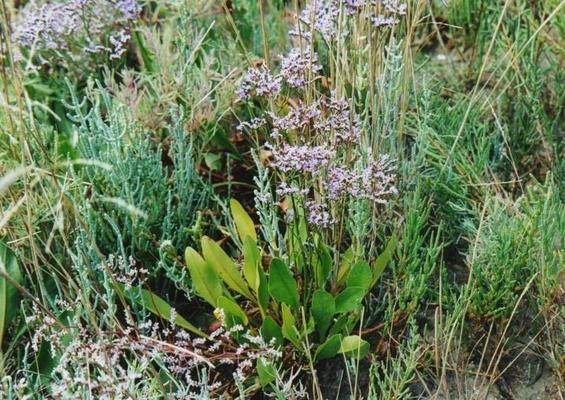 Limonium vulgare 1.jpg