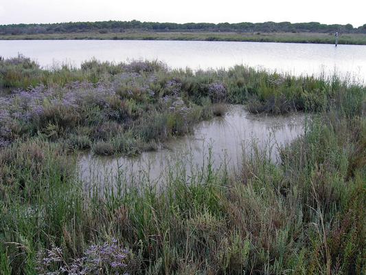 Limonium vulgare 15.jpg