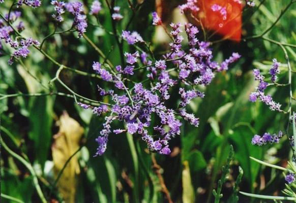 Limonium vulgare 2.jpg