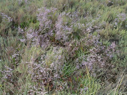 Limonium vulgare 4.jpg