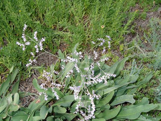 Limonium vulgare 7.jpg