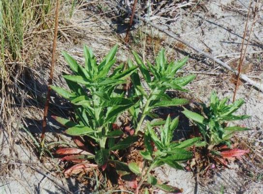 Oenothera biennis 4.jpg