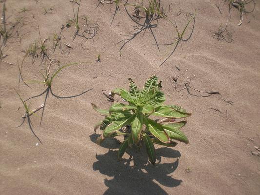 Oenothera biennis 7.jpg