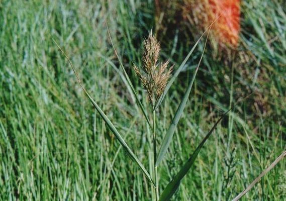 Phragmites australis 1.jpg