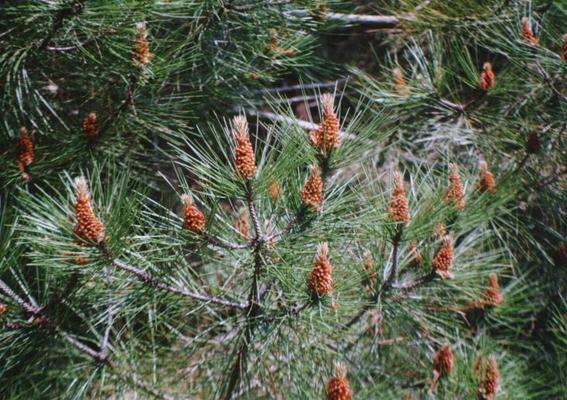 Pinus pinaster 2.jpg