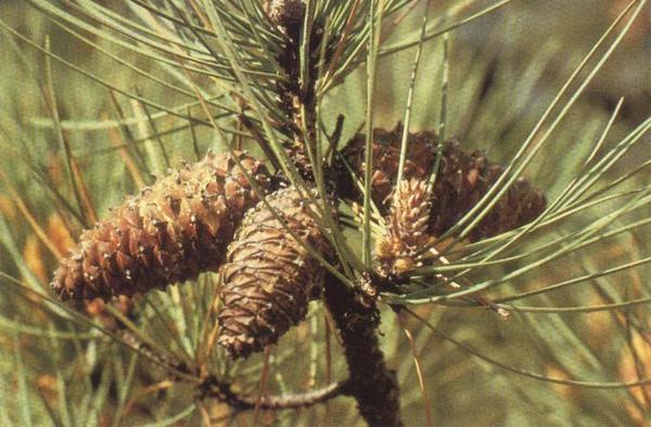 Pinus pinaster 6.jpg