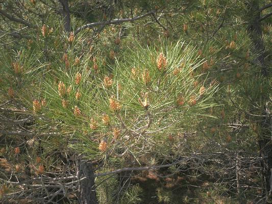 Pinus pinaster 8.jpg