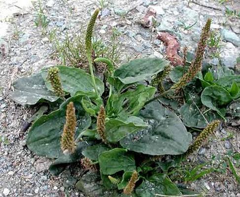 Plantago maior 1.jpg