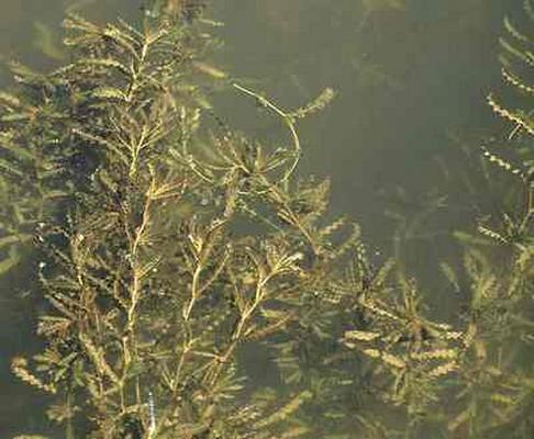 potamogeton crispus 1.jpg