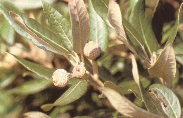 Quercus ilex 2.jpg