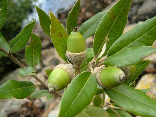 Quercus ilex 4.jpg