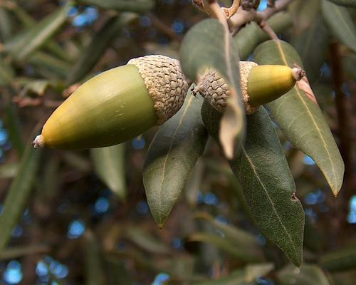 Quercus ilex 5.jpg