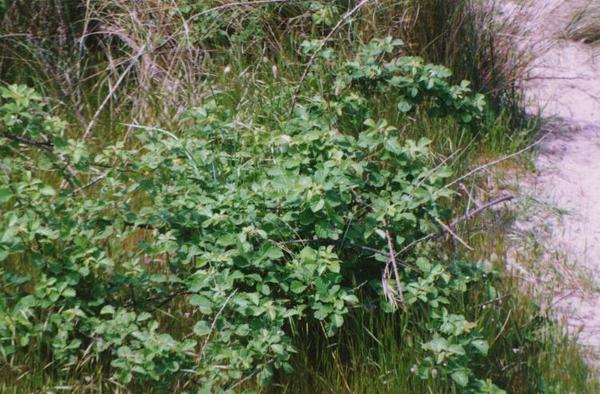 Rubus Fructicosus  2.jpg