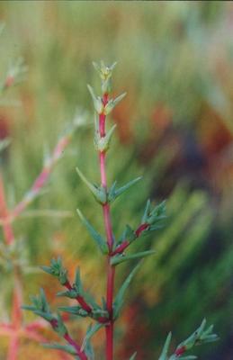 Salsola soda 1.jpg