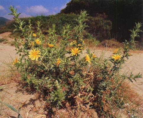 Scolymus hispanicus 2.jpg
