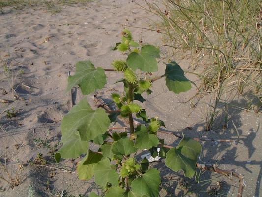 Xanthium stromarium 1.jpg