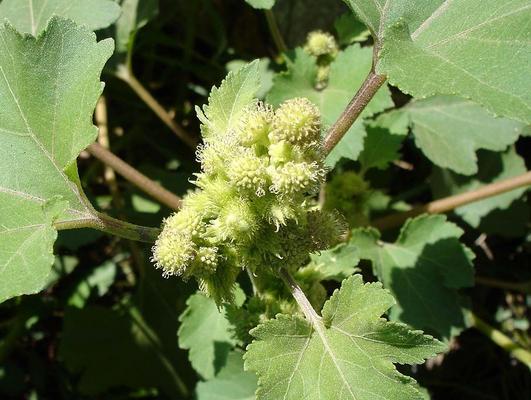 Xanthium stromarium 11.jpg